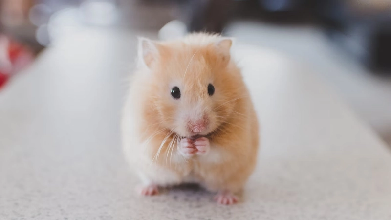 Pets We Don’t Always Think Of: Mourning Small or Unusual Companions