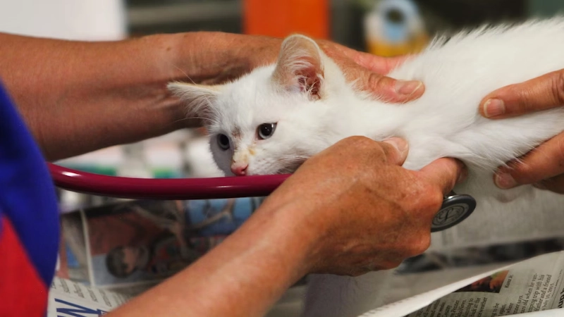 How Rising Expenses Are Affecting Pet Care