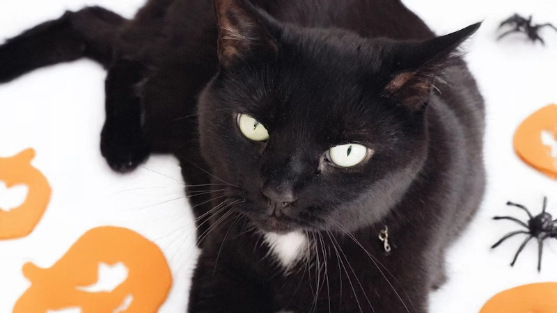 Keeping Pets Safe and Calm During Fireworks Season