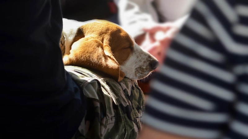 Honouring Veterans and Their Companion Animals on National Pets for Veterans Day