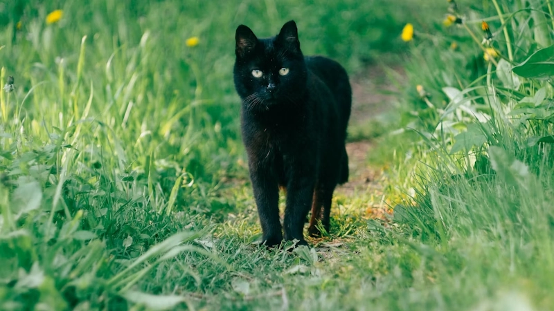 National Black Cat Day: Busting Myths and Honouring Our Shadow Companions