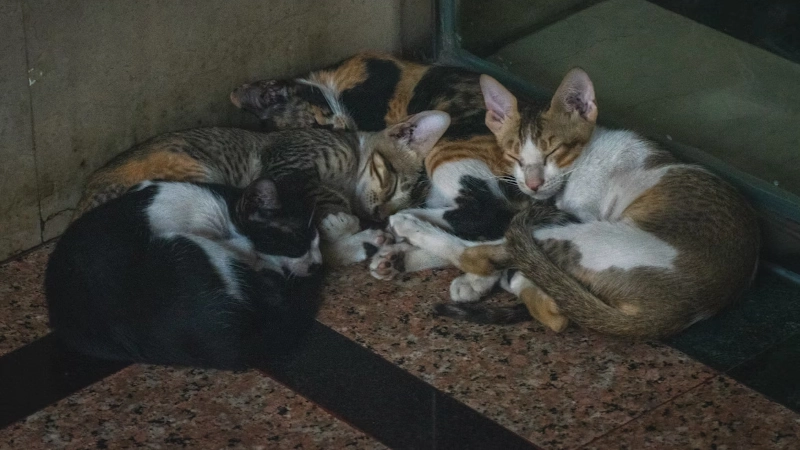 National Animal Shelter and Rescue Appreciation Week: Recognising the Heroes Behind Animal Care