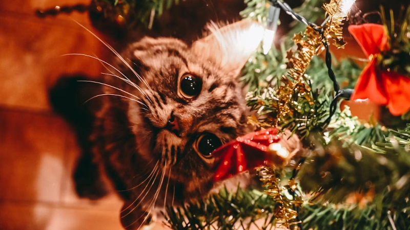 A Season of Giving: Supporting Local Pet Rescues at Christmas