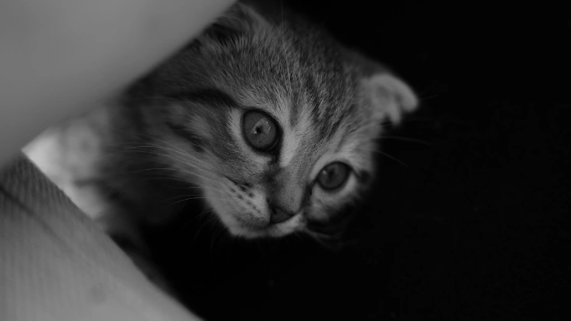 Shaping a Kinder Future for Our Pets: Why the New Irish Animal Welfare Strategy Matters