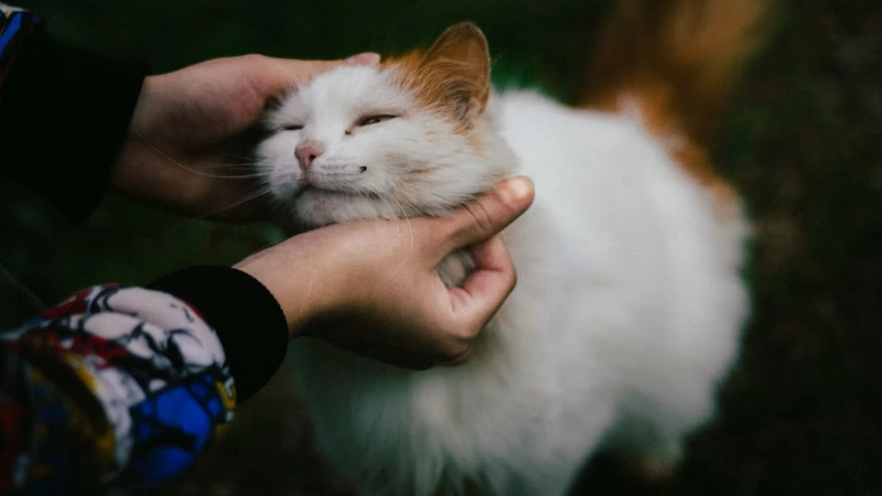 How to Know if You Are Ready for Another Pet