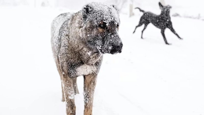Caring for Animals in Prolonged Cold Conditions