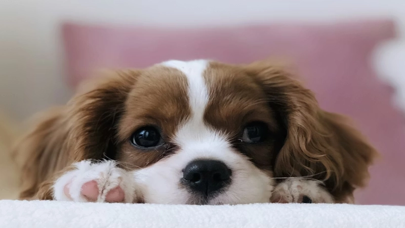 Supporting a Friend Through Pet Loss and Grief