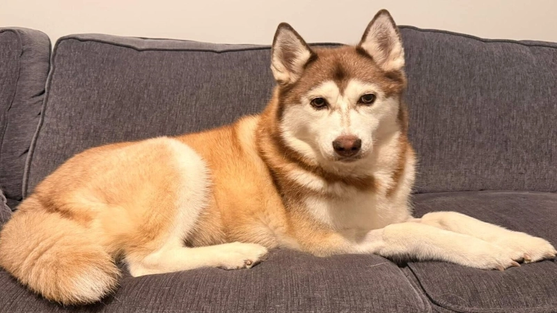 Community Rallies to Fund Vital Cancer Treatment for Exceptional Baltinglass Husky