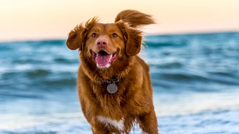 Unleash the Cute: How to Celebrate National Dog Photography Day