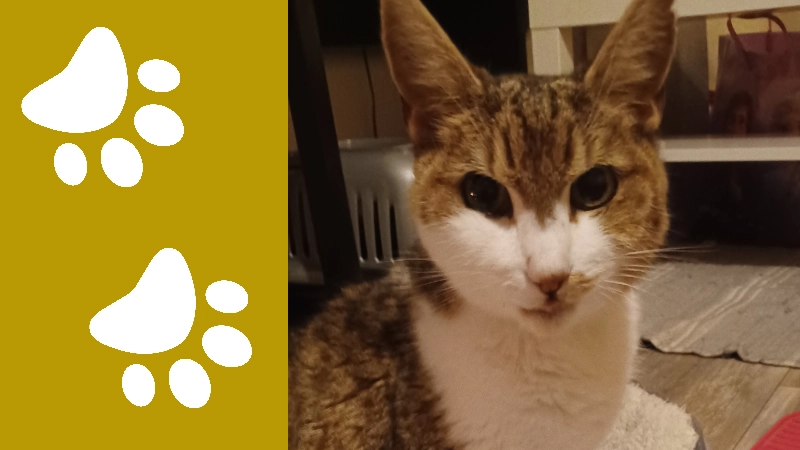 Nala's Legacy: From Personal Tribute to a Community for All Pets