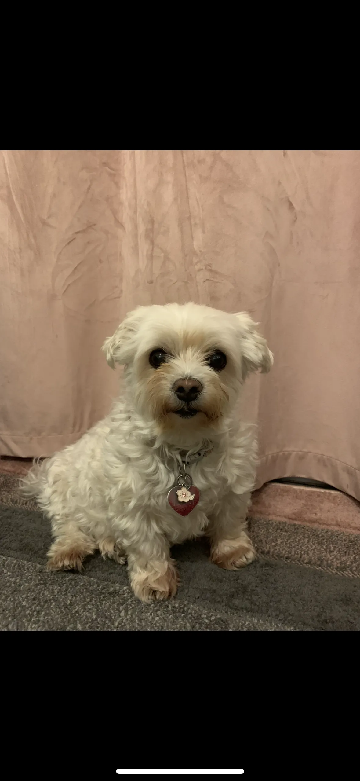 Peanut 