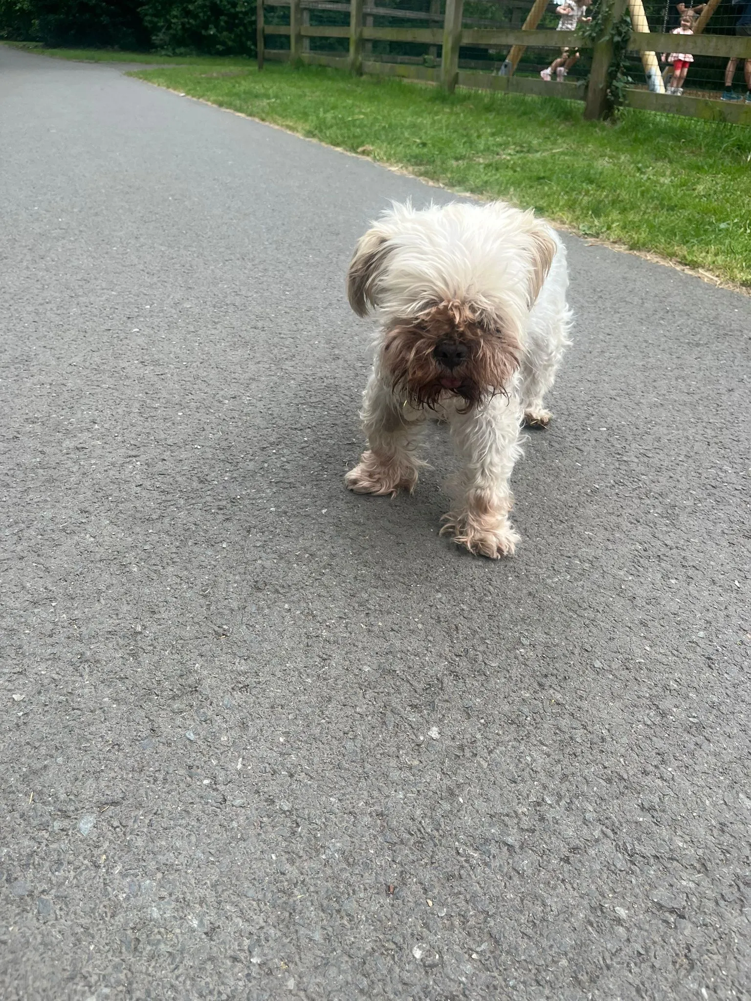 Lola